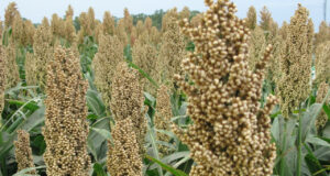 Las ventas anticipadas de sorgo ganan terreno respecto de 2019