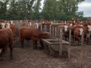 Pautas para prevenir el estrés calórico en el ganado bovino ante temperaturas elevadas