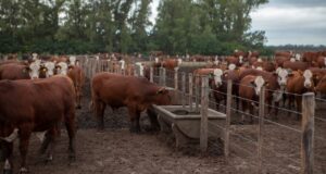 Pautas para prevenir el estrés calórico en el ganado bovino ante temperaturas elevadas