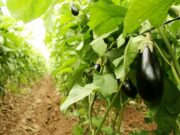 Las buenas prácticas agrícolas serán obligatorias para la producción de hortalizas