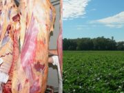 Soja, cereales y carne los tres sectores que se perfilan como las estrellas de 2021