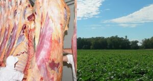 Soja, cereales y carne los tres sectores que se perfilan como las estrellas de 2021