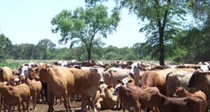 Pautas para potenciar el manejo del rodeo en condiciones extremas