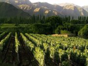 Seis referentes analizan el impacto de la pandemia en la industria del vino