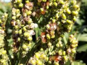 Pautas para la detección y manejo de las enfermedades en sorgo