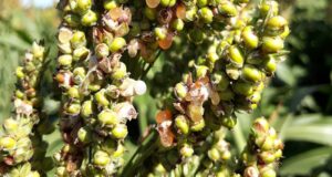 Pautas para la detección y manejo de las enfermedades en sorgo