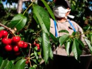 Pronóstico de cosecha para las cerezas y ciruelas mendocinas