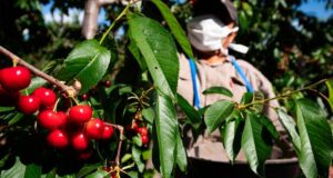 Pronóstico de cosecha para las cerezas y ciruelas mendocinas