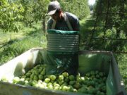 Llegan 10.000 trabajadores ‘golondrinas’ de Tucumán para la cosecha en Río Negro