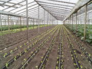 Agricultura prorrogó hasta el 20 de enero la 5ta convocatoria de Alianzas Productivas
