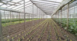 Agricultura prorrogó hasta el 20 de enero la 5ta convocatoria de Alianzas Productivas