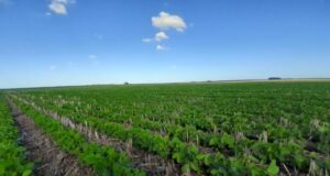 La Bolsa de Rosario también estima un aumento de divisas por soja