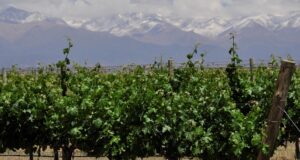 Estudian el impacto de los suelos salinos en los vinos y viñedos