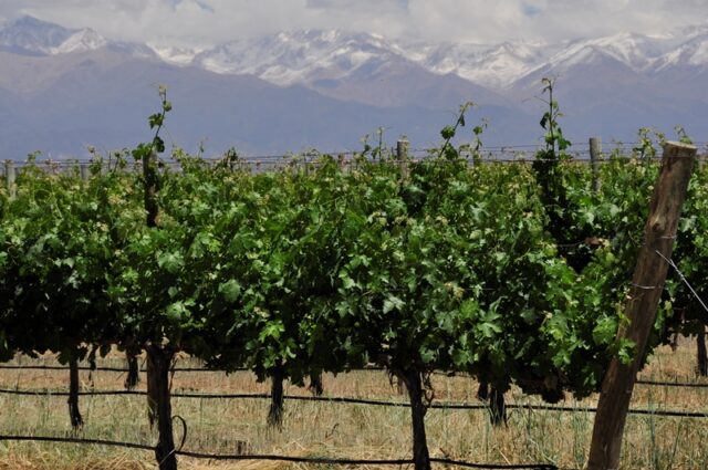 11 - 01 - vinos -1