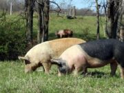 Chancho limpio engorda sano y ahorra en farmacia
