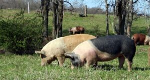 Chancho limpio engorda sano y ahorra en farmacia