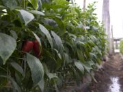 Agricultura aprobó proyectos productivos para Catamarca