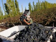 Incorporan actores para las estimaciones de cosecha de uvas 2021