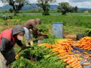 Proyecto Comunitario para construir sistemas solidarios de producción