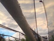 Mendoza y el Valle Medio en Río Negro sufrieron el impacto del granizo
