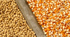 Los precios de maíz y soja registran importantes subas