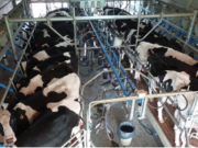 Argentina es el país que más aumentó su producción de leche a nivel mundial