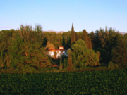 Concha y Toro compró finca y viñedos de Luis Baldini