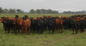 Tendencia de mayor recría a campo