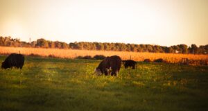Argentina abrió el mercado de Chile para la exportación de genética bovina