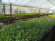 Agricultura creó el Plan Estratégico del sector de la Producción Orgánica