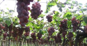 Brasil anunció que retoma las importaciones de mosto argentino