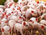 Argentina intensifica controles por la peste porcina africana