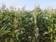 Dos nuevas variedades INTA para la producción de choclos de calidad