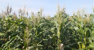 Dos nuevas variedades INTA para la producción de choclos de calidad