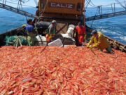 En 2020 se pescó 20% menos de langostino que en 2019