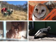 Más de 500 animales silvestres fueron recuperados durante el año 2020 en San Luis