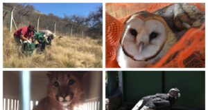 Más de 500 animales silvestres fueron recuperados durante el año 2020 en San Luis