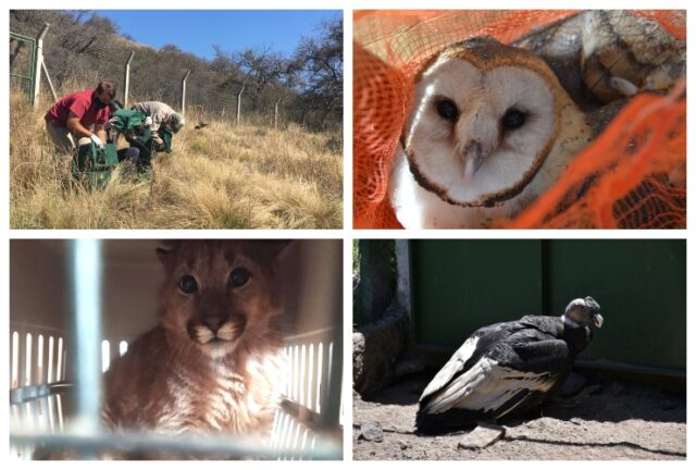 Animales-recuperados-2020