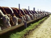 Feedloteros rechazaron el cierre de las exportaciones de maíz