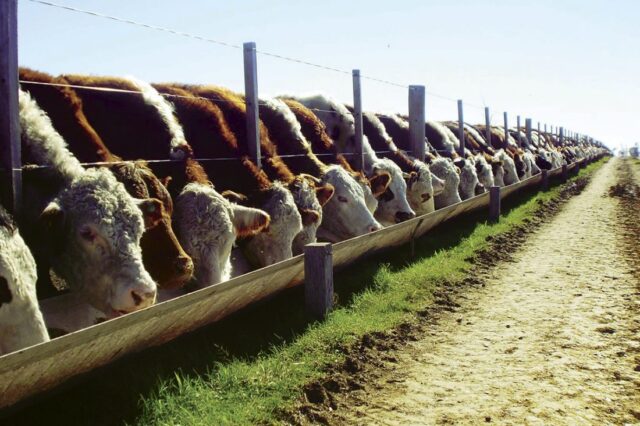 Feedlot2-1100x733