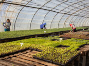 Sol Puntano vendió más de 8.000 bandejas hortícolas