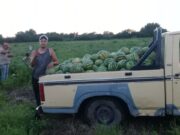 Joven productor melonero de Candelaria logró una alta producción