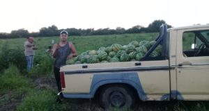 Joven productor melonero de Candelaria logró una alta producción