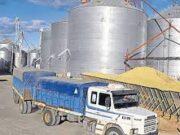 Los acopiadores apoyan el paro agropecuario: “No hay peligro alguno de faltante de maíz”