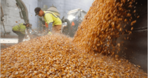 El campo anunció un paro de 72 horas en rechazo al cierre de las exportaciones de maíz
