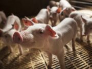 Actualización en la clasificación de los establecimientos de producción porcina