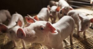 Actualización en la clasificación de los establecimientos de producción porcina