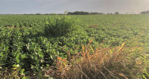 Alerta roja: sorgo de alepo suma a cletodim en la resistencia múltiple a glifosato y haloxifop