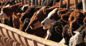 La Argentina ya cuenta con un protocolo de evaluación de bienestar animal en engorde a corral