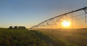La superficie con papa para consumo fresco e industrial fue de casi 80 mil ha en el 2020